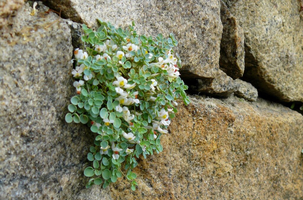 flowers growing between rocks
