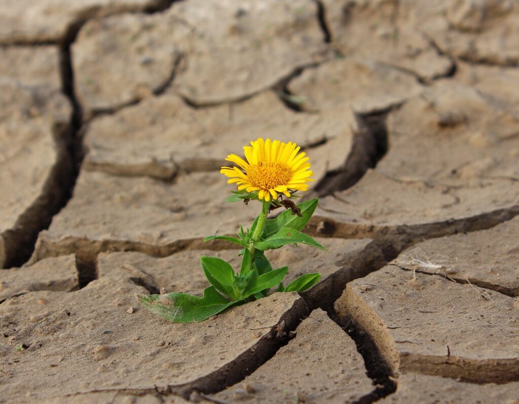 flower growing in dry cracked earth