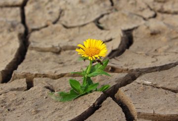 flower growing in dry cracked earth
