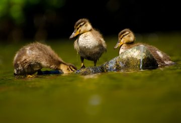 baby ducks rest on rock in water