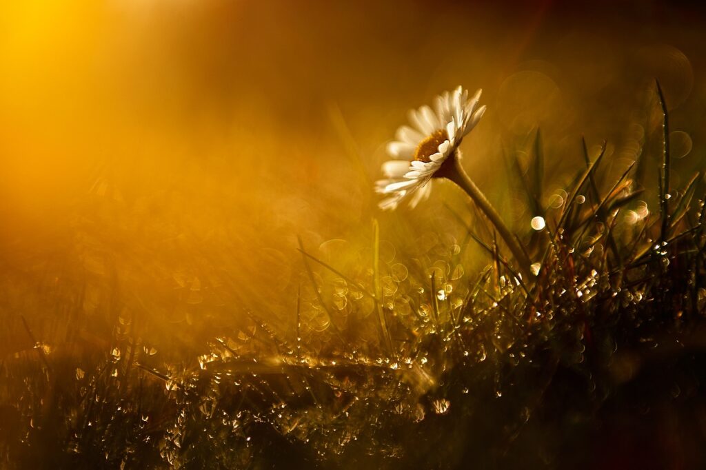 daisy in the sunlight
