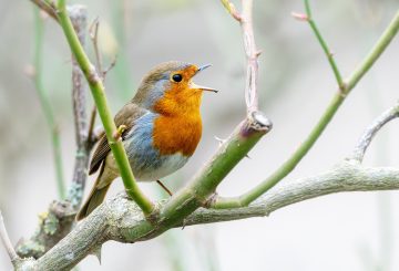 robin singing