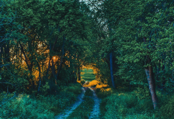 sun peeking through trees on a country road