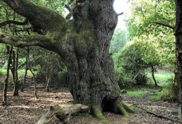 beautiful tree with large winding trunk