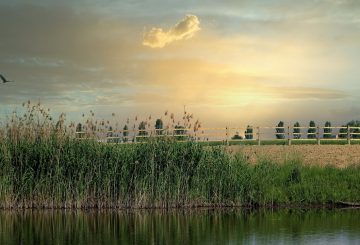 eagle soaring in a beautiful sky