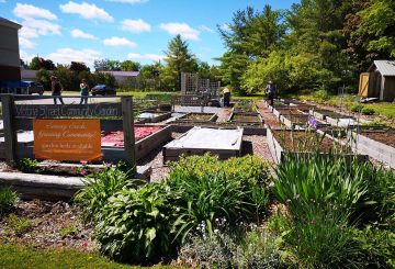 community garden on Victoria St