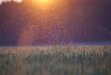 cornflowers at sunset