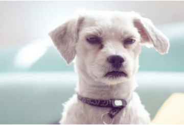 dog with unhappy expression