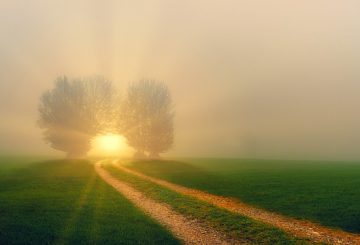 sun setting through 2 trees