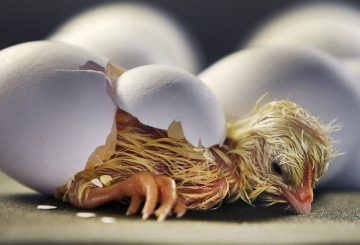 baby bird hatching from shell