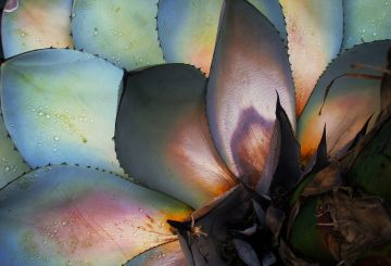 light filtering through agave leaves