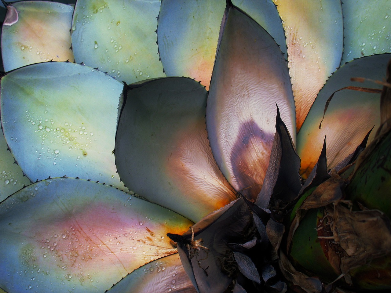 light filtering through agave leaves