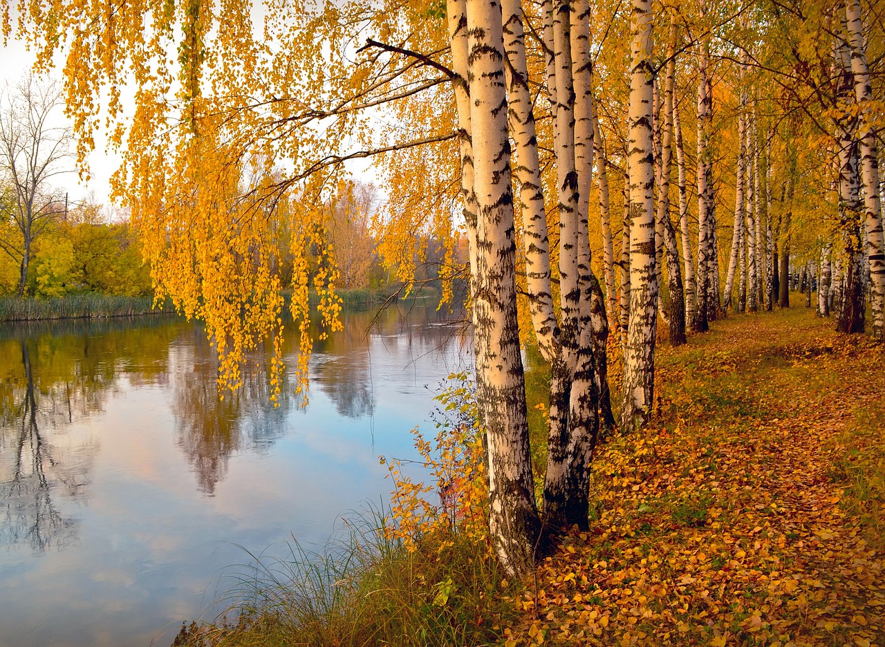 birch trees on a lake