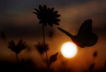 shadow of butterfly and flowers in setting sun