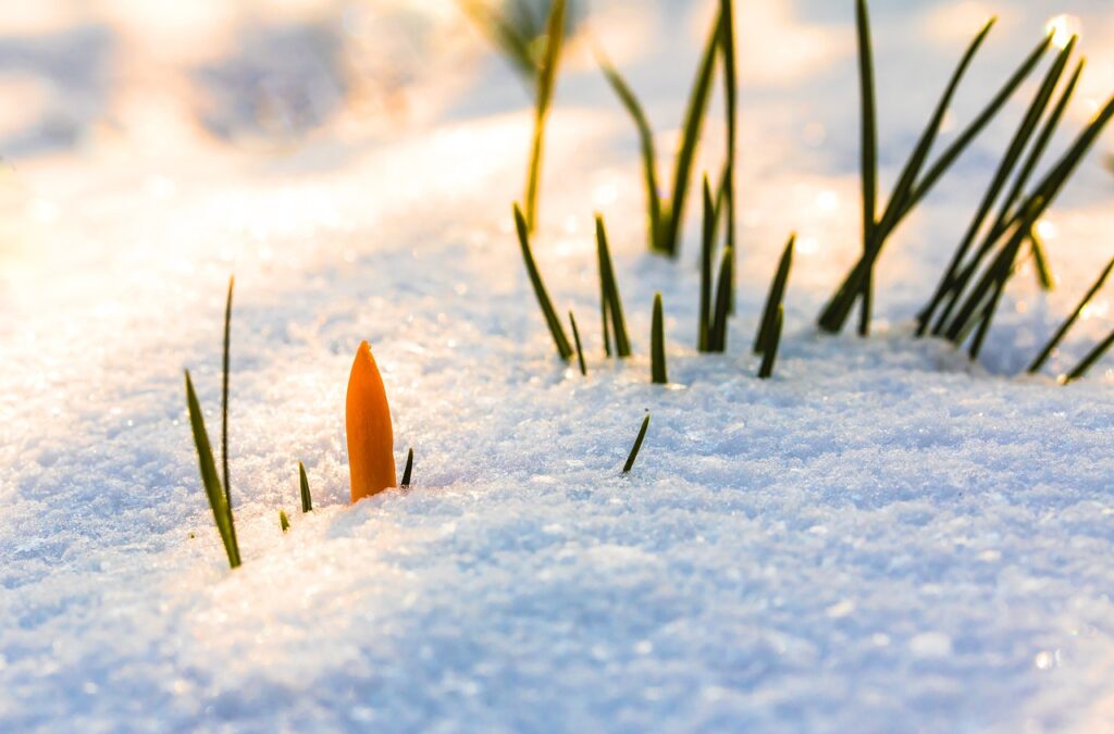 crocus blooming from the sunlit snow