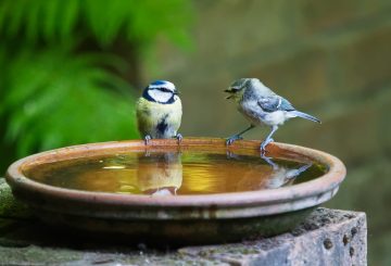 2 birds at a bird bath