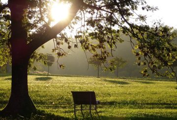 empty bench by a tree