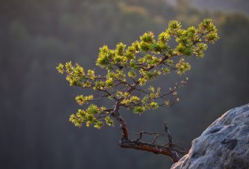 pine branch growing from large rock