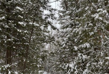 snowy path through the forest