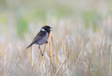 little bird sinsing on a twig