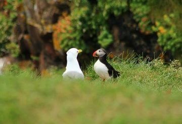 birds of a different feather