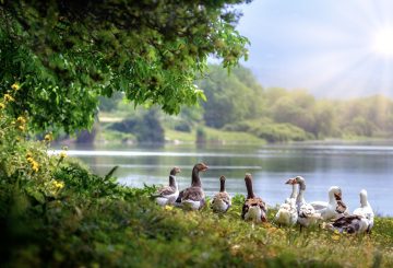 wild geese at the edge of a lake